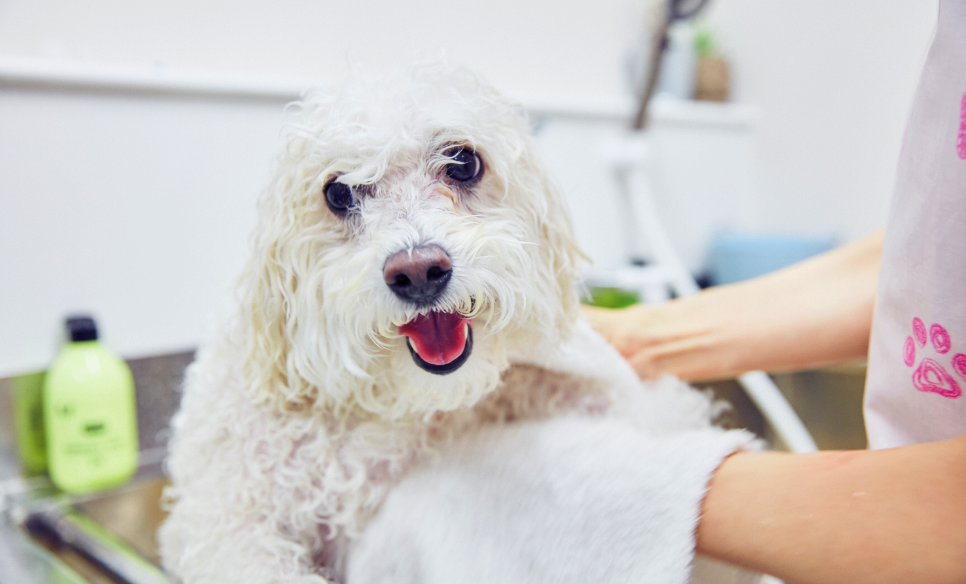 トリミング中の犬の画像