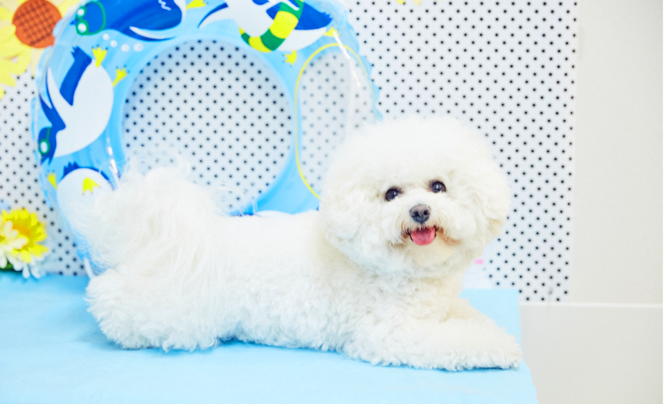 犬の画像